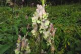 genus Aconitum