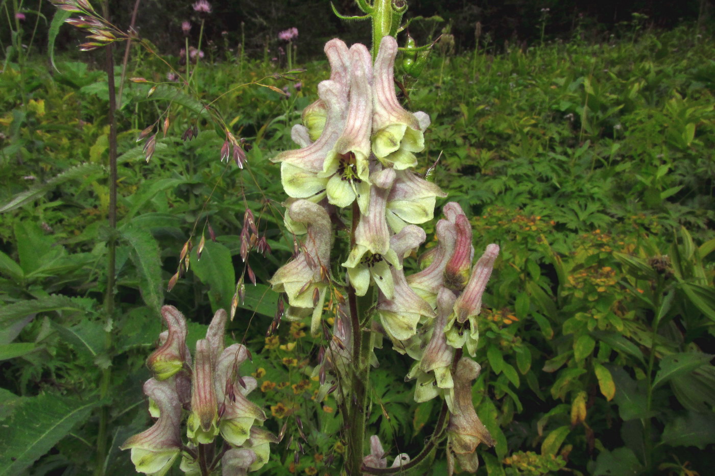 Image of genus Aconitum specimen.