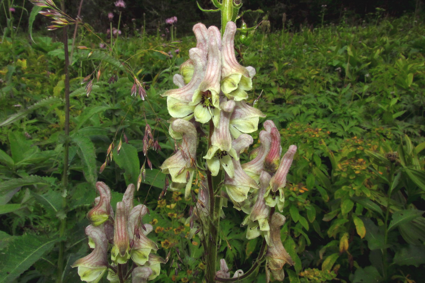 Изображение особи род Aconitum.