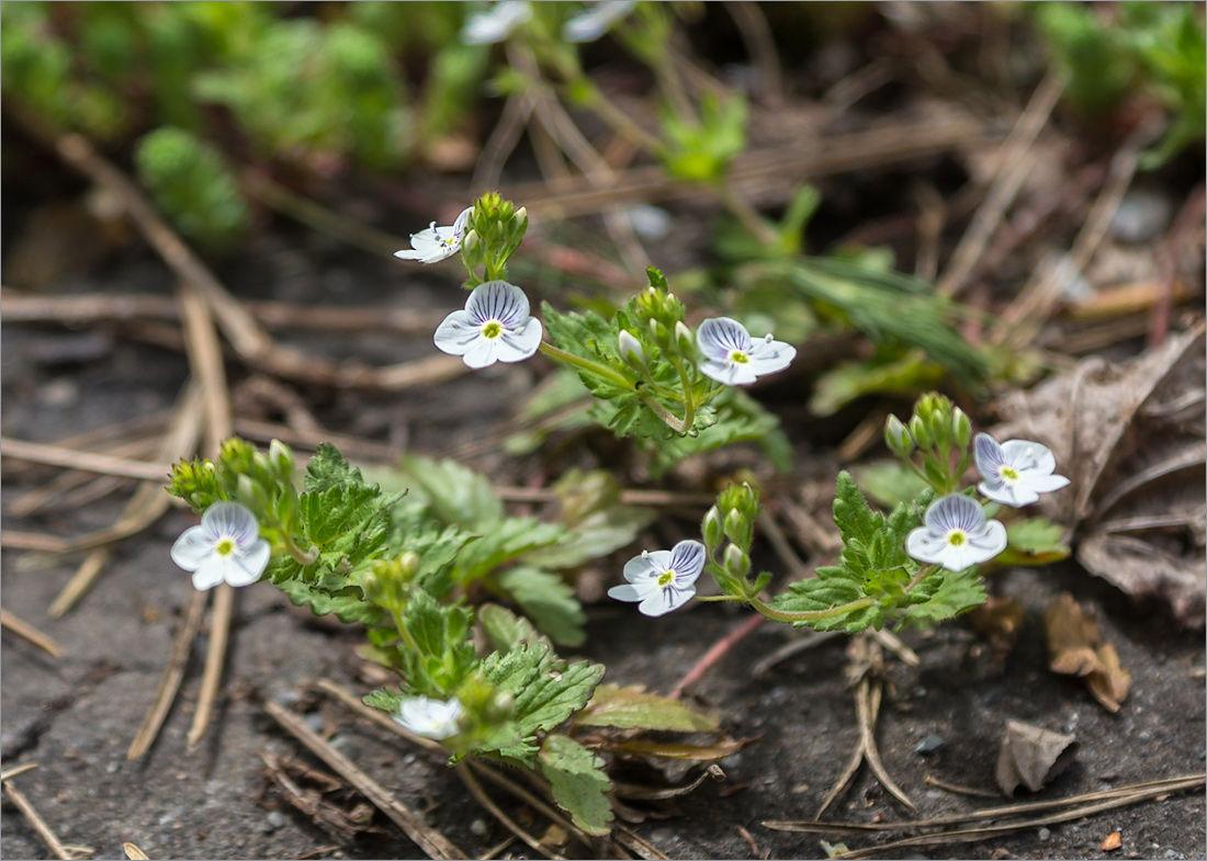 Изображение особи Veronica peduncularis.