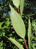 Salix pentandra