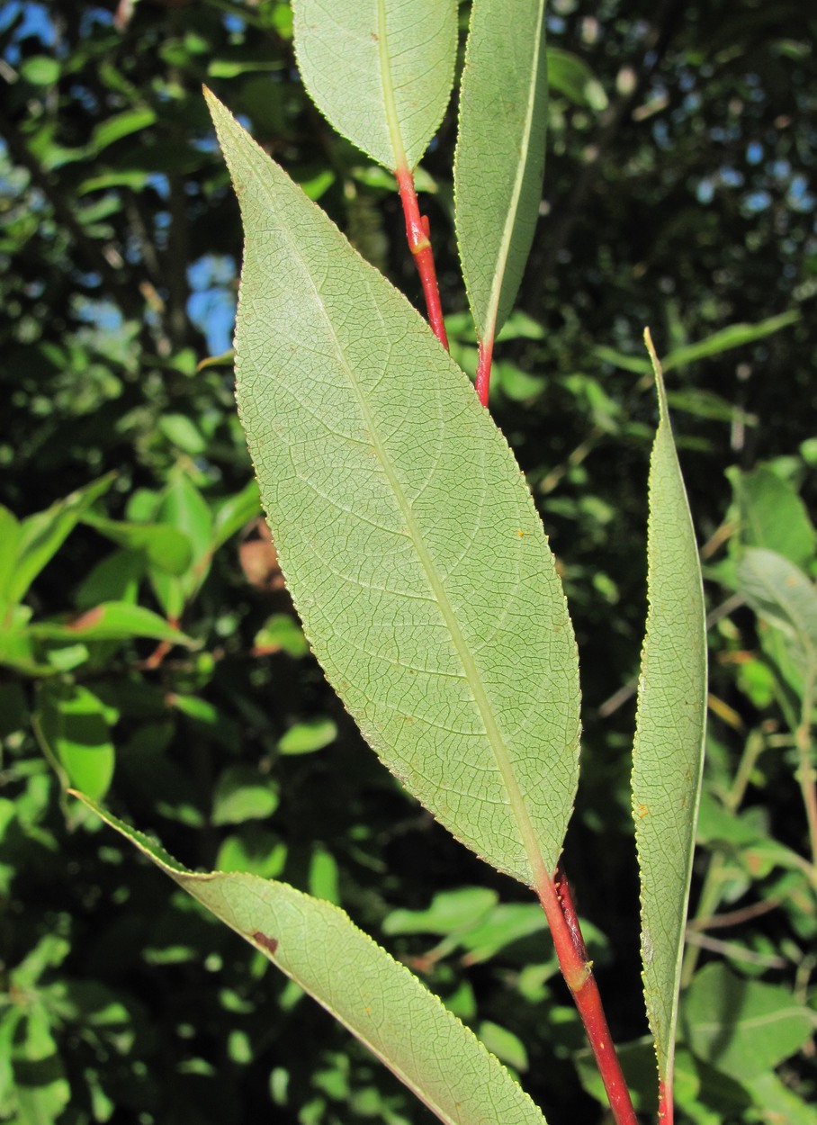 Image of Salix pentandra specimen.