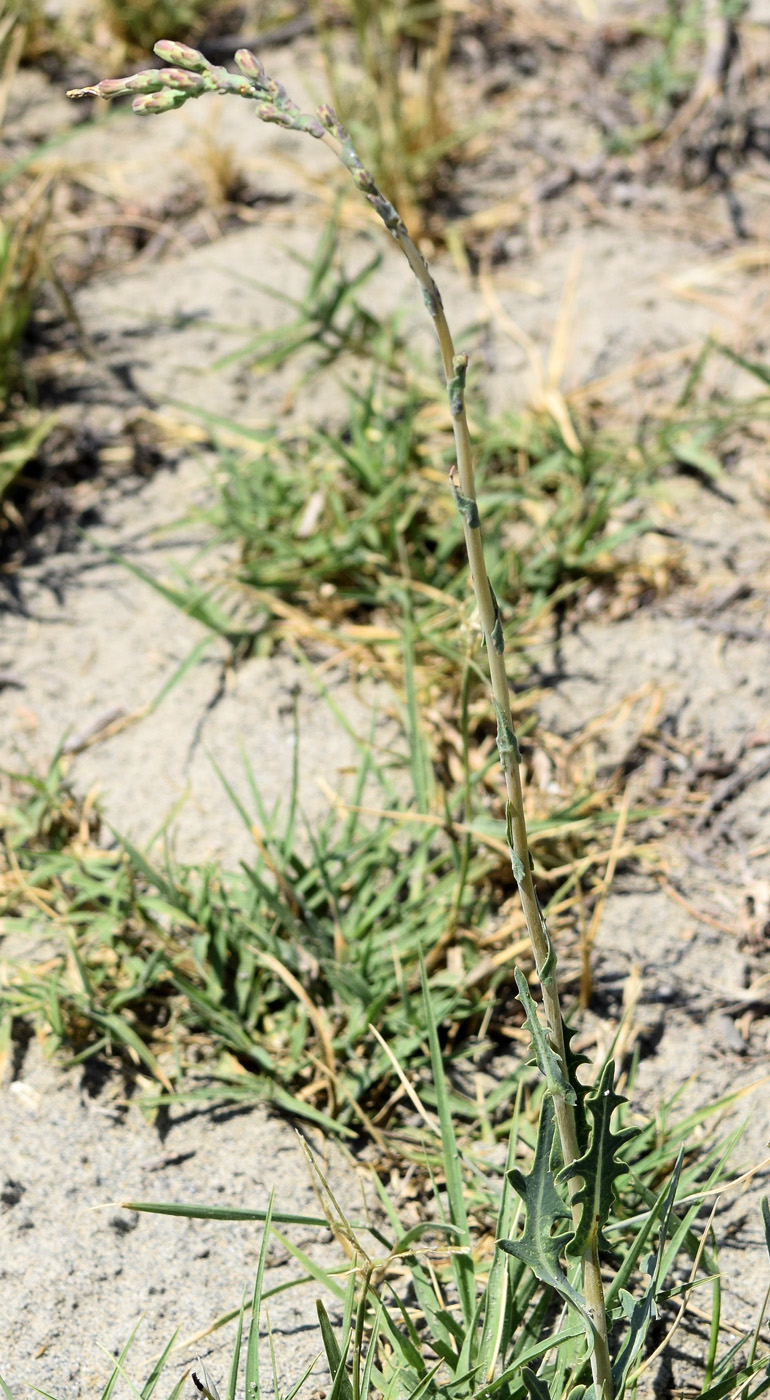 Image of Lactuca serriola specimen.