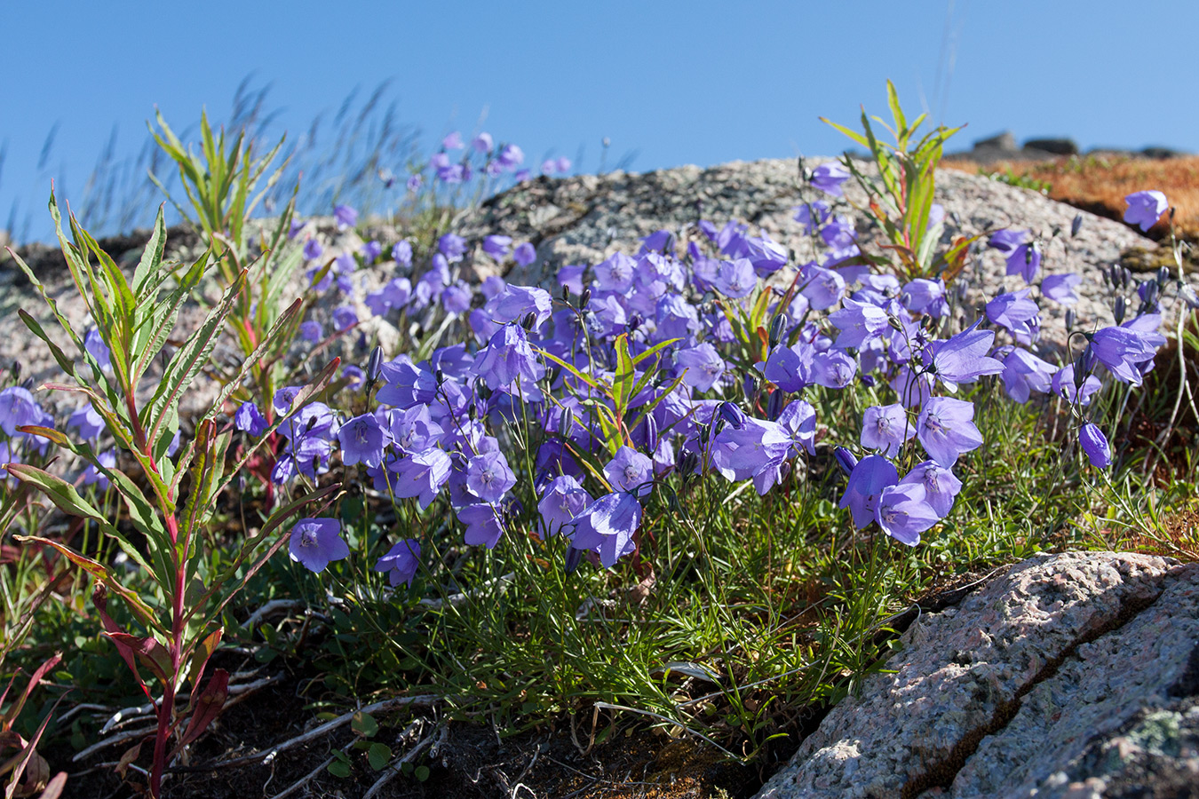 Image of Campanula rotundifolia specimen.