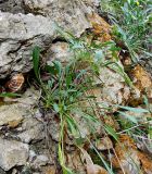 Cephalaria coriacea