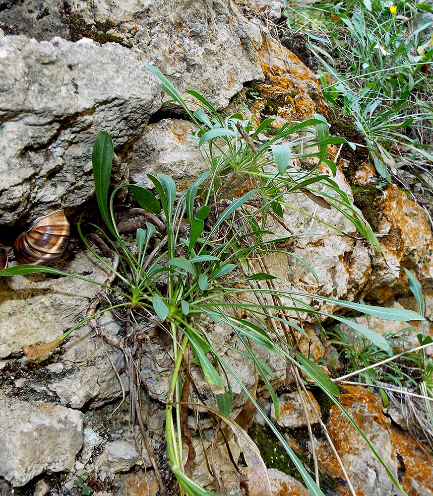 Image of Cephalaria coriacea specimen.