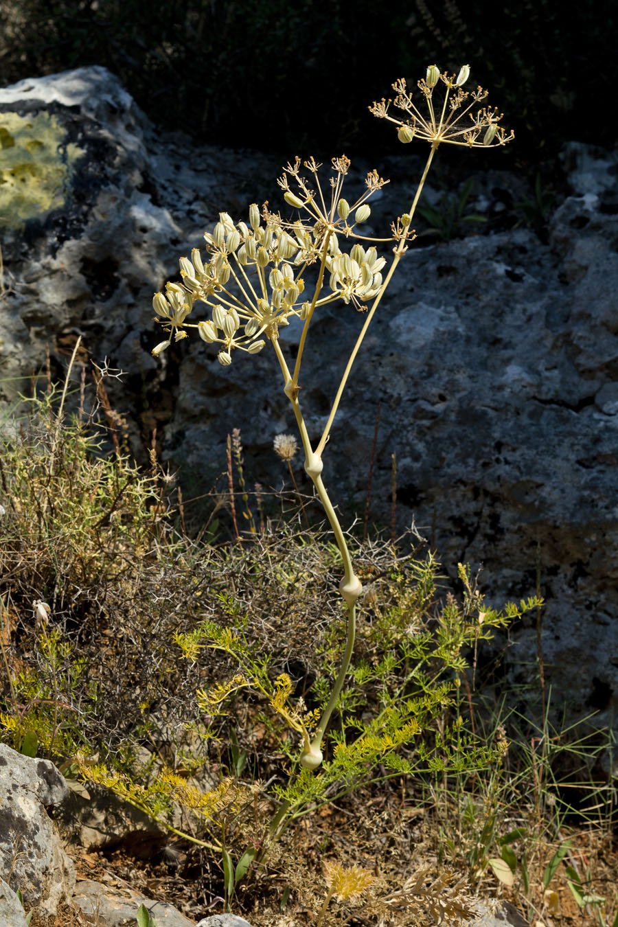 Image of Ferulago nodosa specimen.