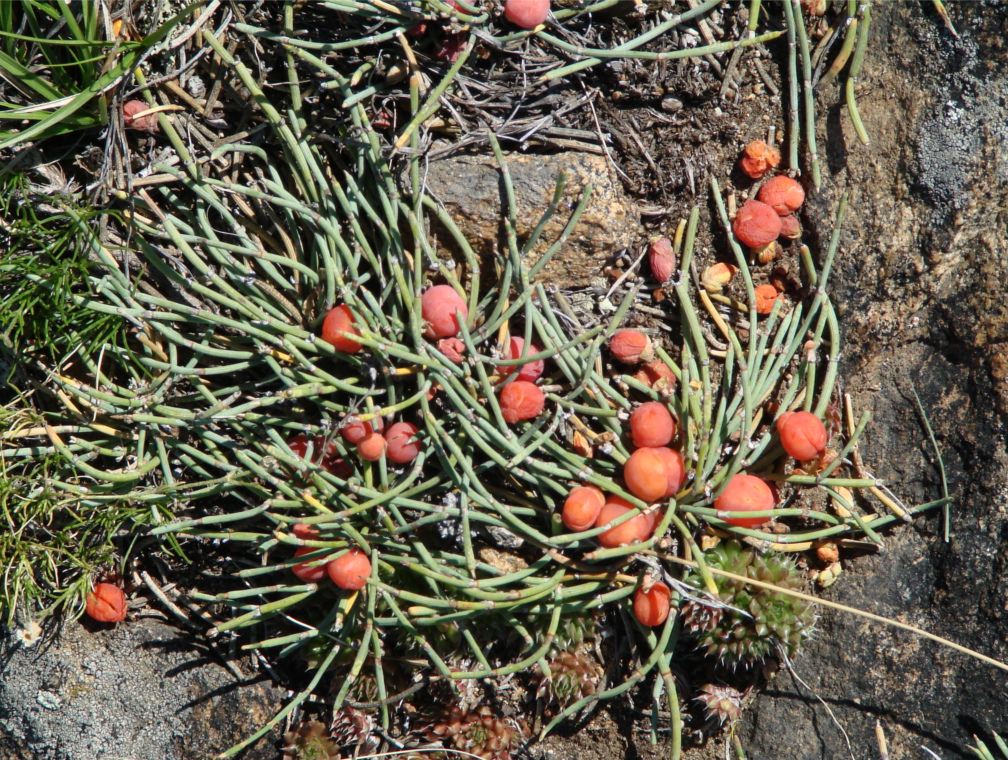 Изображение особи Ephedra monosperma.