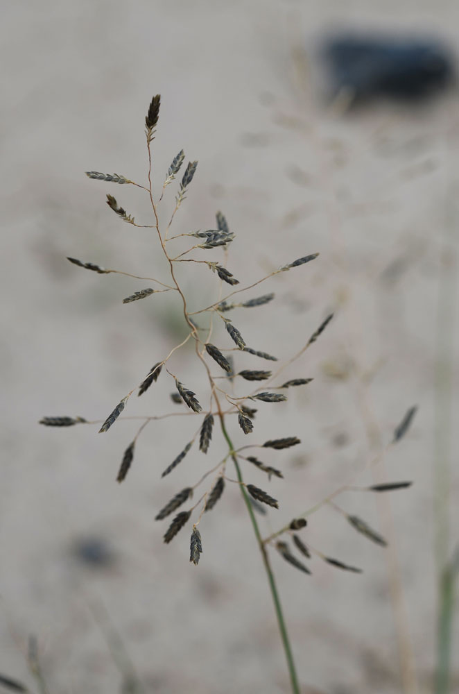 Image of Eragrostis minor specimen.