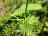 Ranunculus polyanthemos. Лист. Беларусь, Минский р-н, остановочный пункт Зелёное, лужайка между лесом и частным сектором. 28.05.2016.