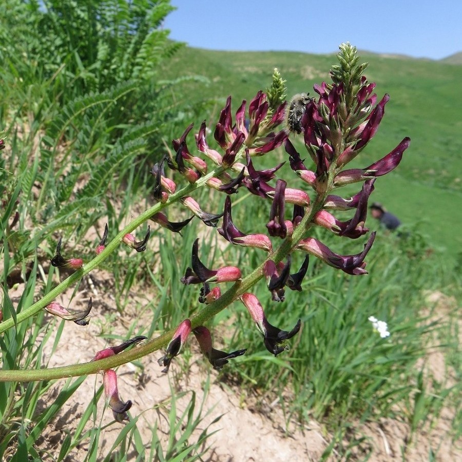 Image of Astragalus taschkendicus specimen.