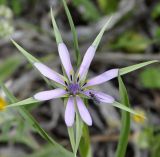 Geropogon hybridus