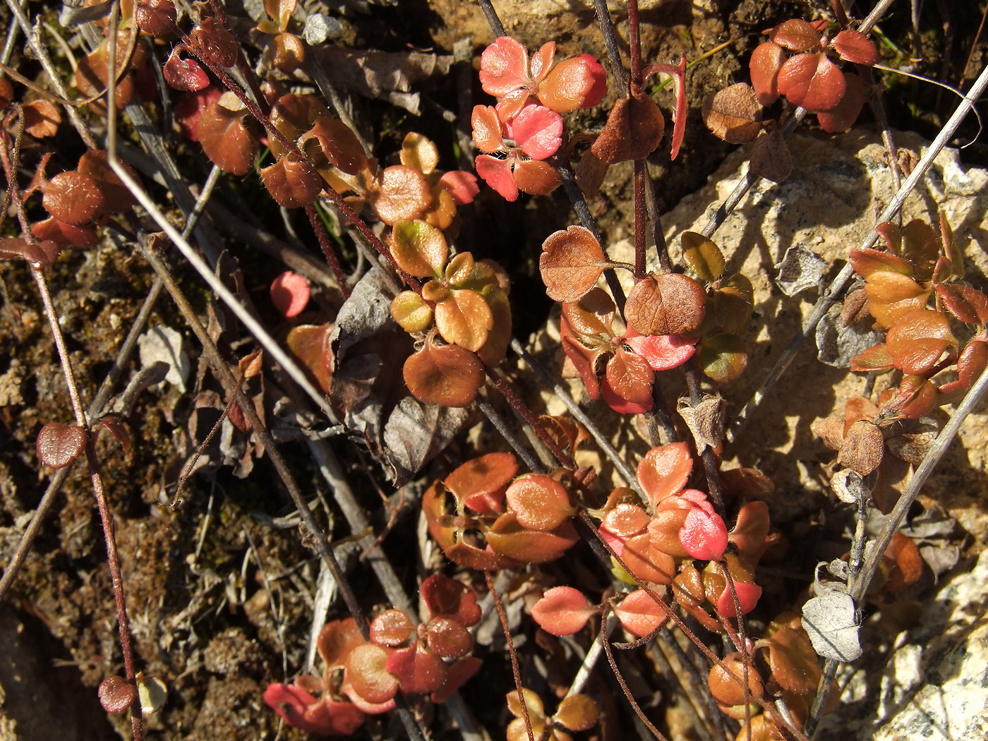 Image of Linnaea borealis specimen.