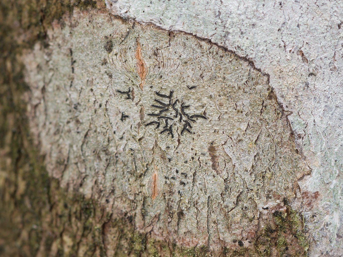 Image of Graphis scripta specimen.