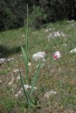 Lathyrus nissolia. Верхушка побега с цветком. Крым, Байдарская долина, каменистый склон в светлом можжевеловом лесу. 21 мая 2010 г.