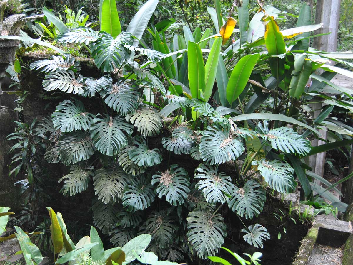 Изображение особи Monstera deliciosa.