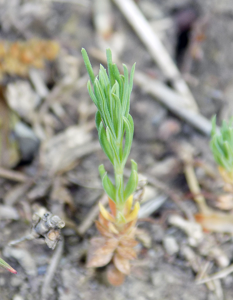 Image of Crucianella angustifolia specimen.