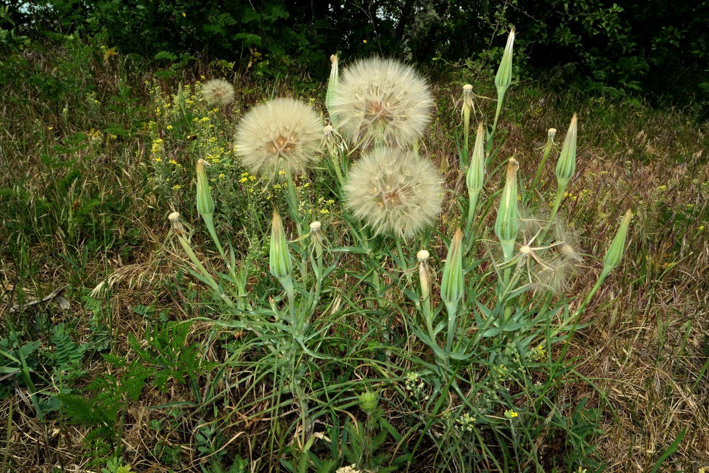 Image of Tragopogon dubius specimen.