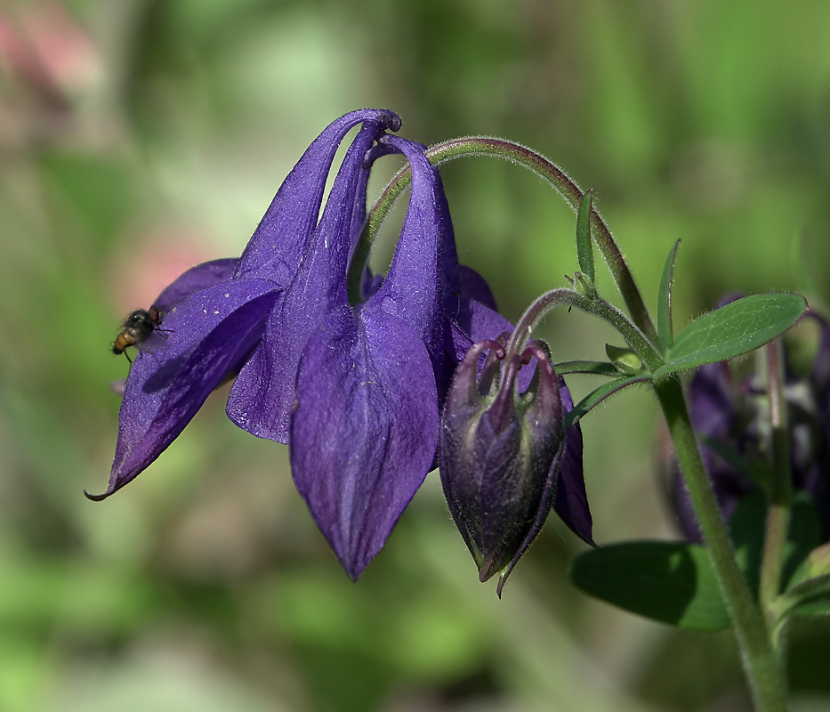 Изображение особи Aquilegia vulgaris.