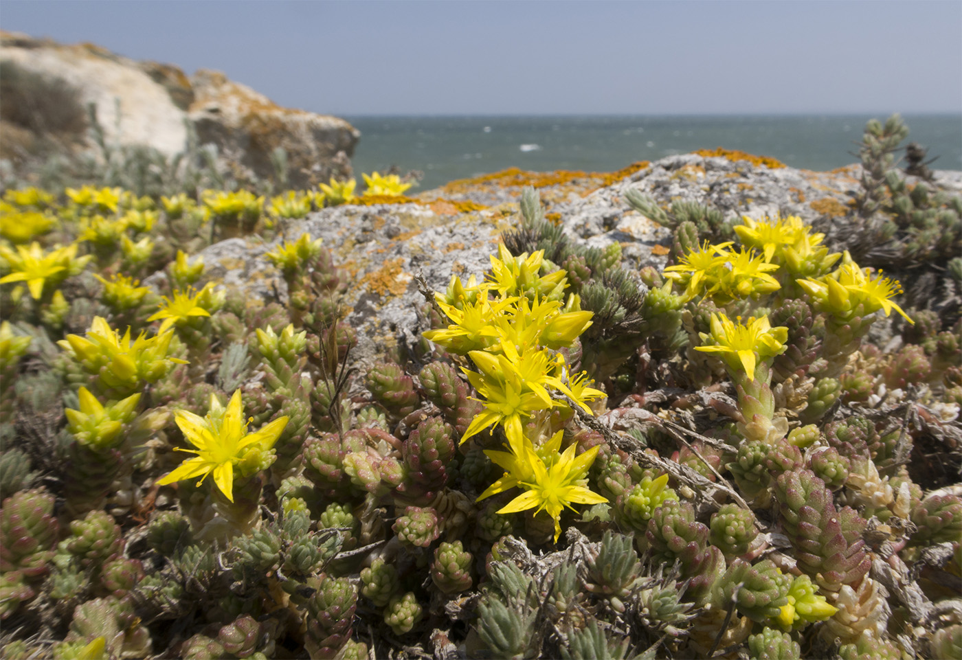 Image of Sedum acre specimen.