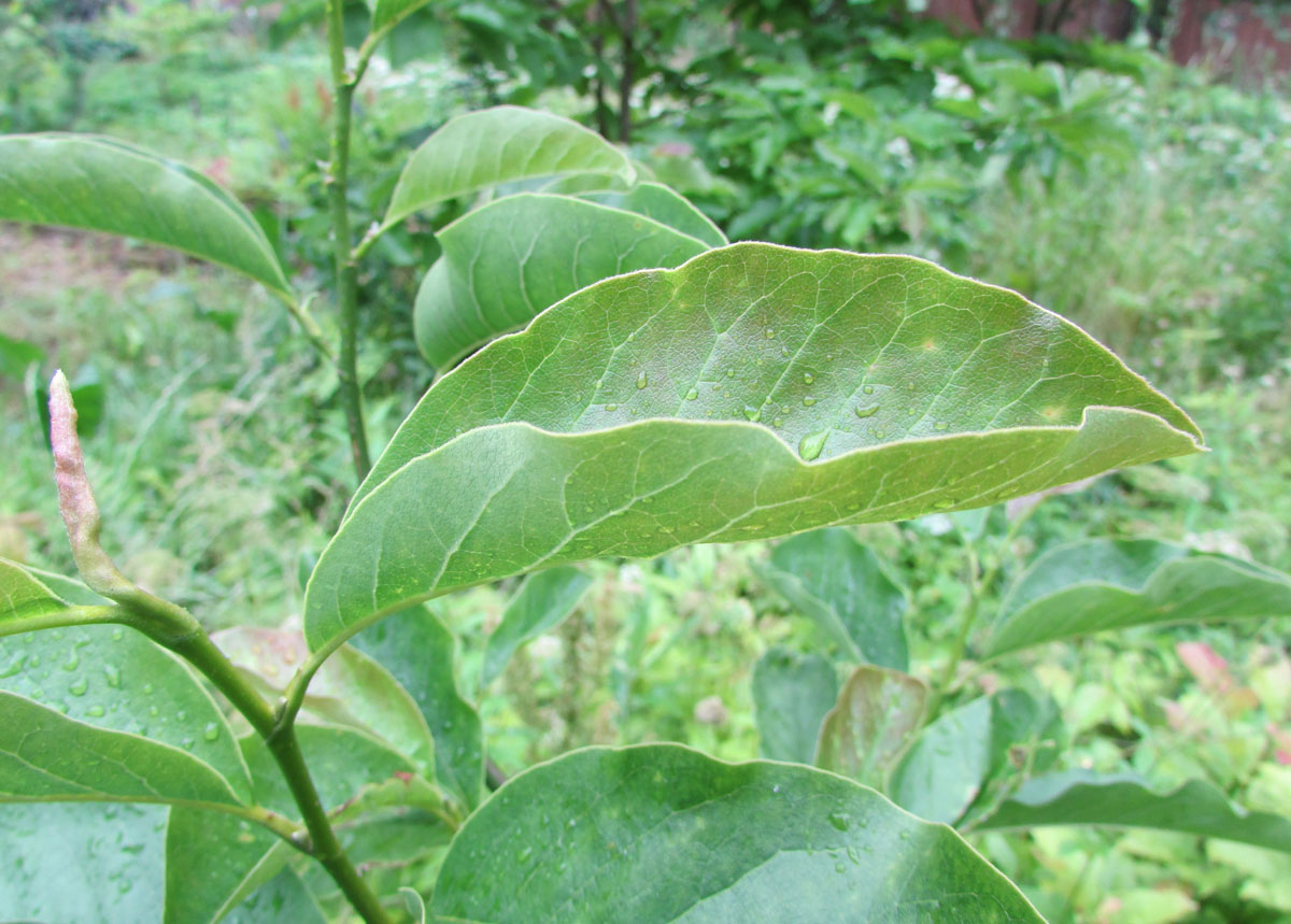 Image of Magnolia zenii specimen.