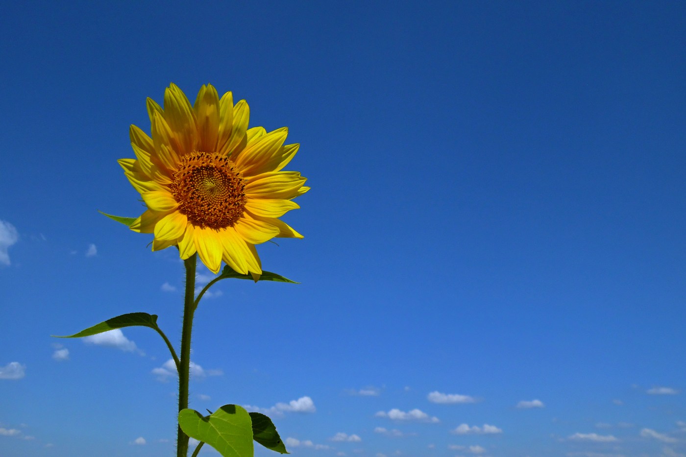 Image of Helianthus annuus specimen.