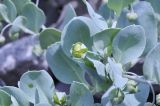 Mertensia maritima