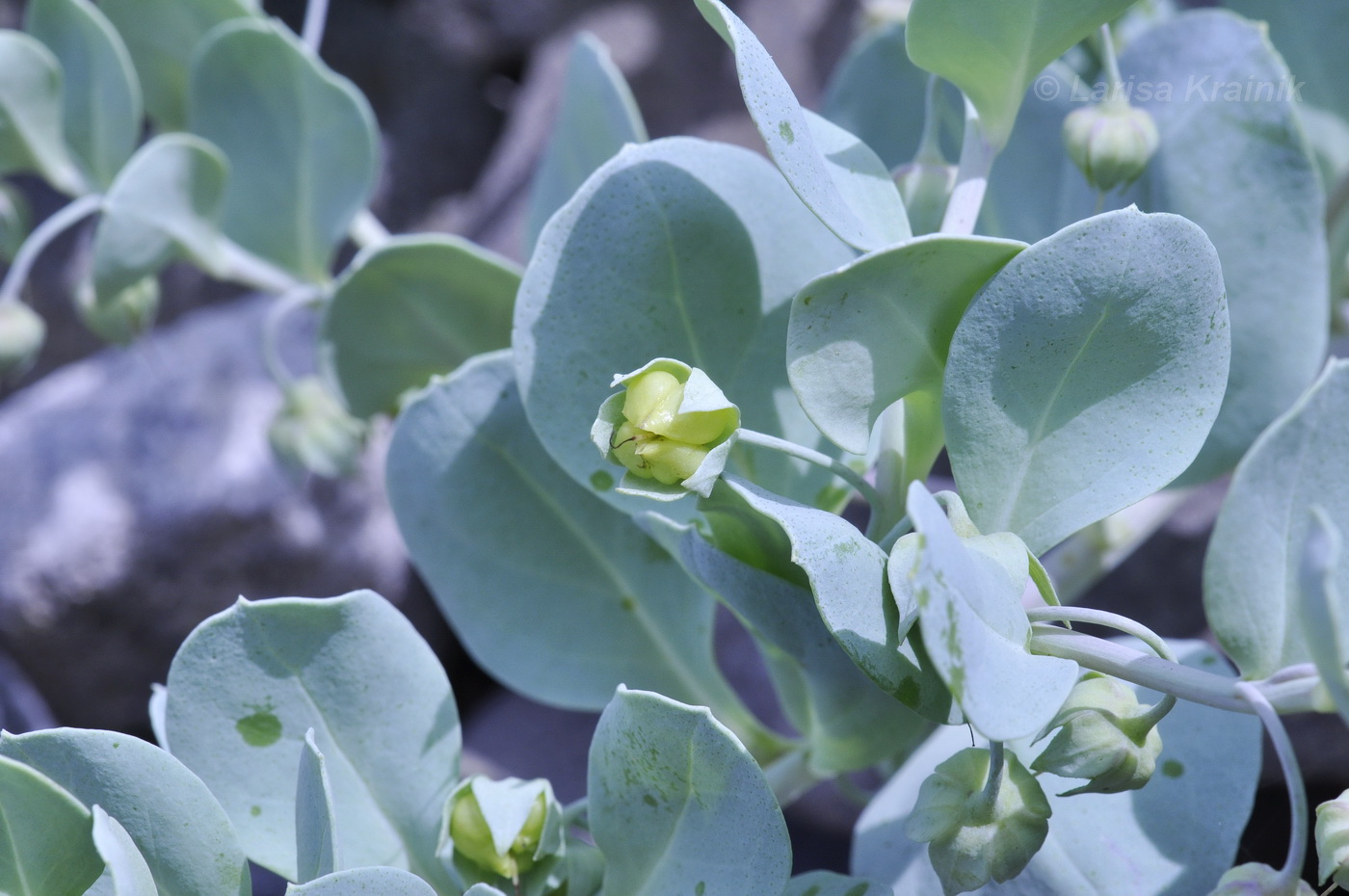 Изображение особи Mertensia maritima.