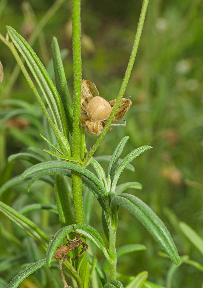 Image of genus Helianthemum specimen.