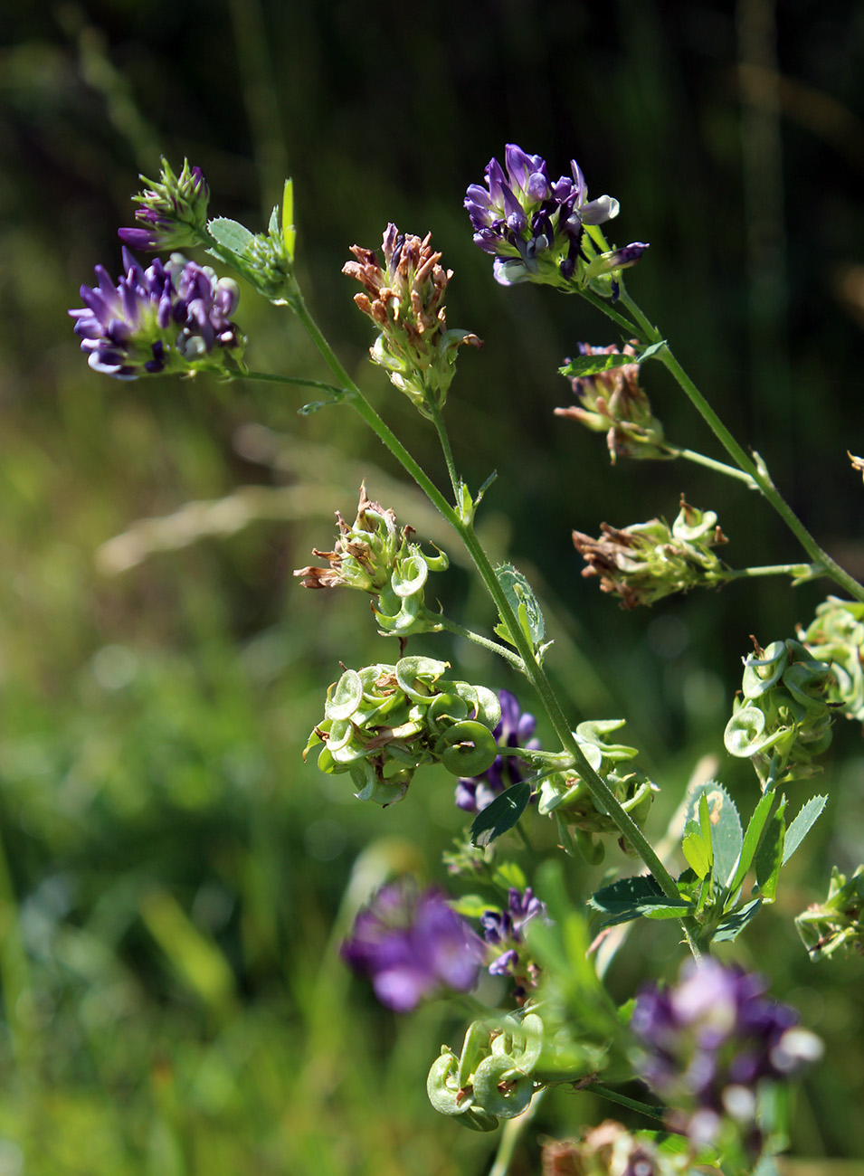 Изображение особи Medicago &times; varia.