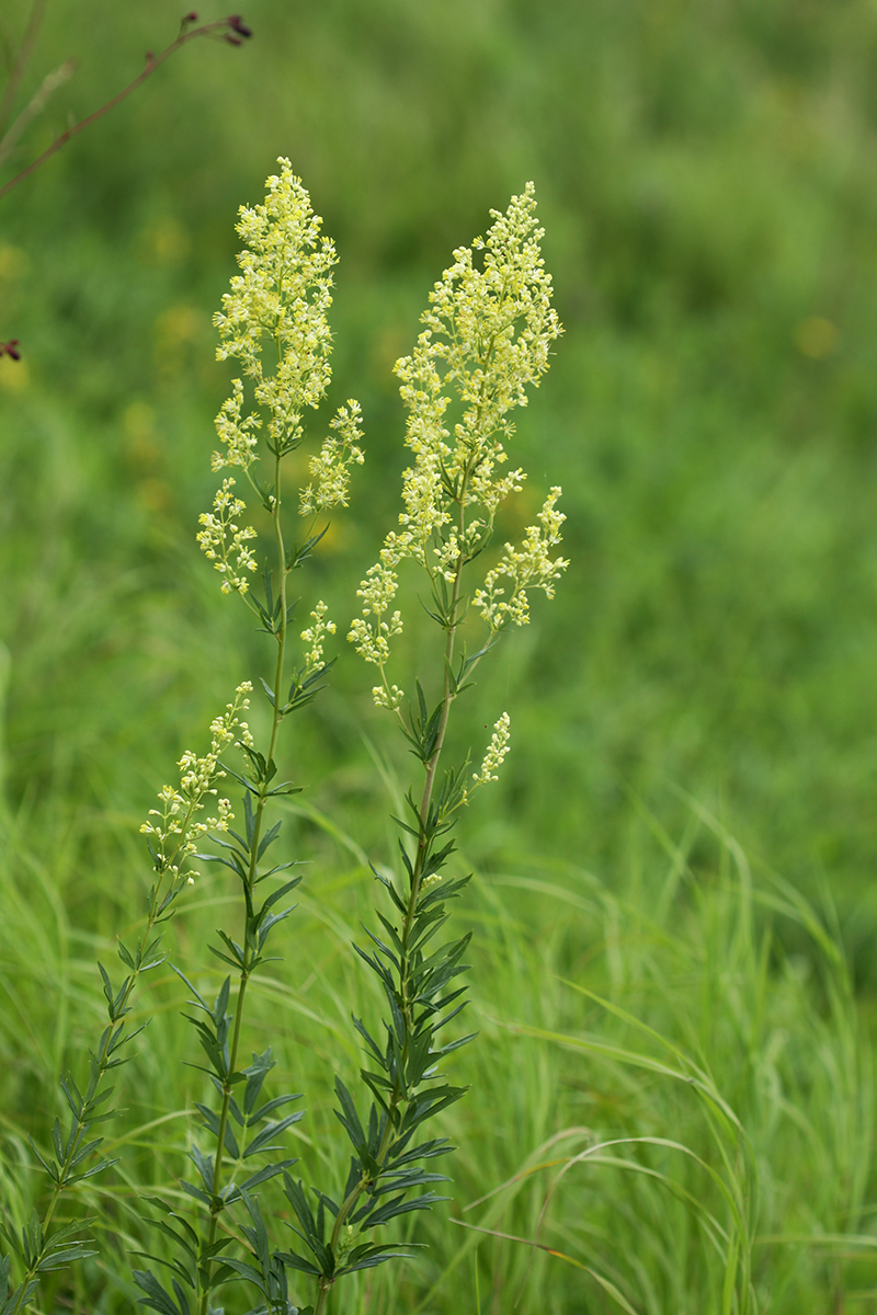 Изображение особи Thalictrum amurense.