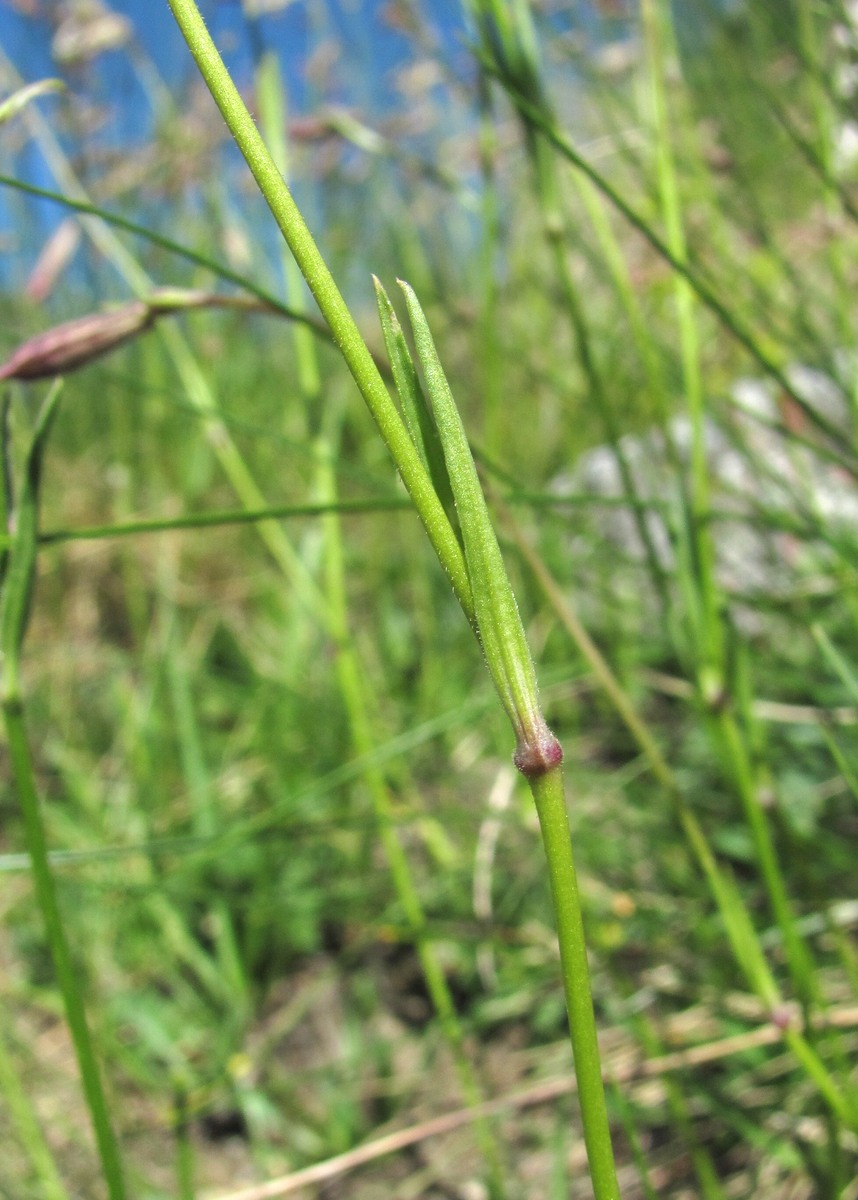 Изображение особи Silene lychnidea.