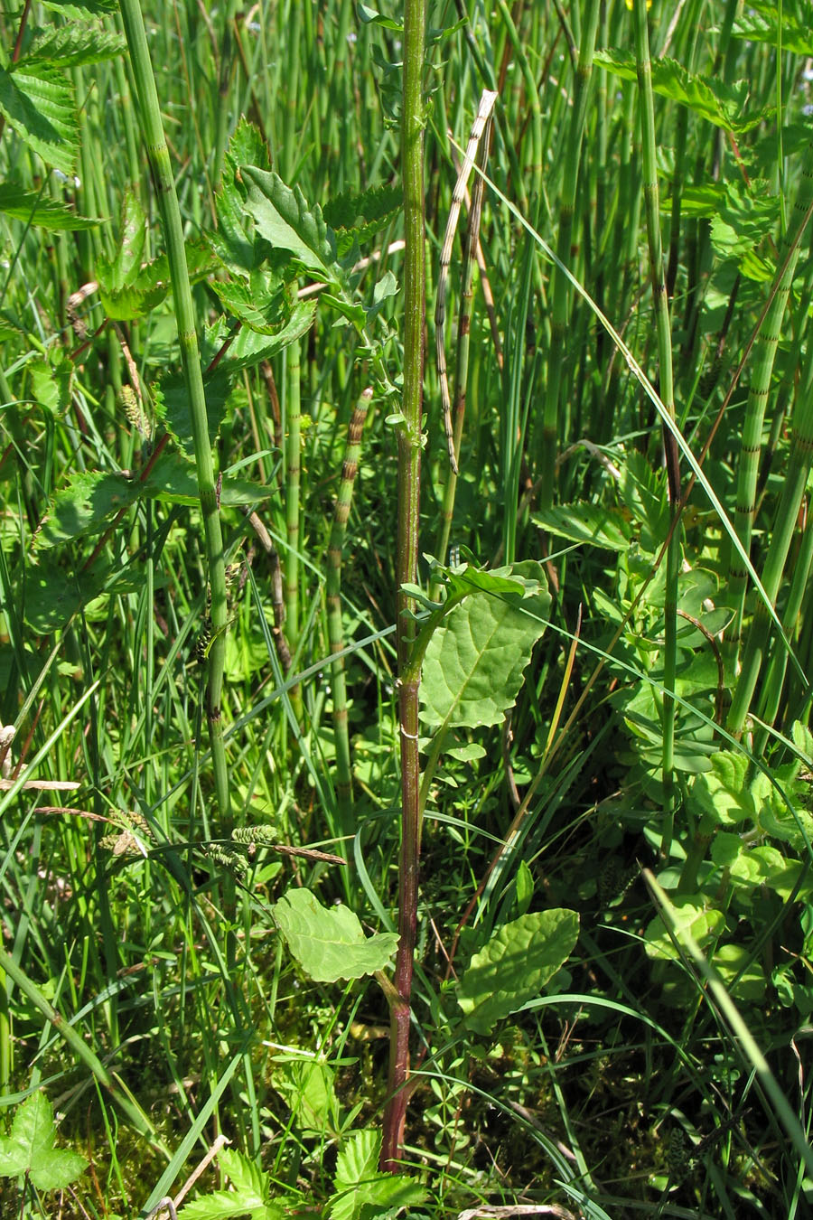 Image of Senecio aquaticus specimen.