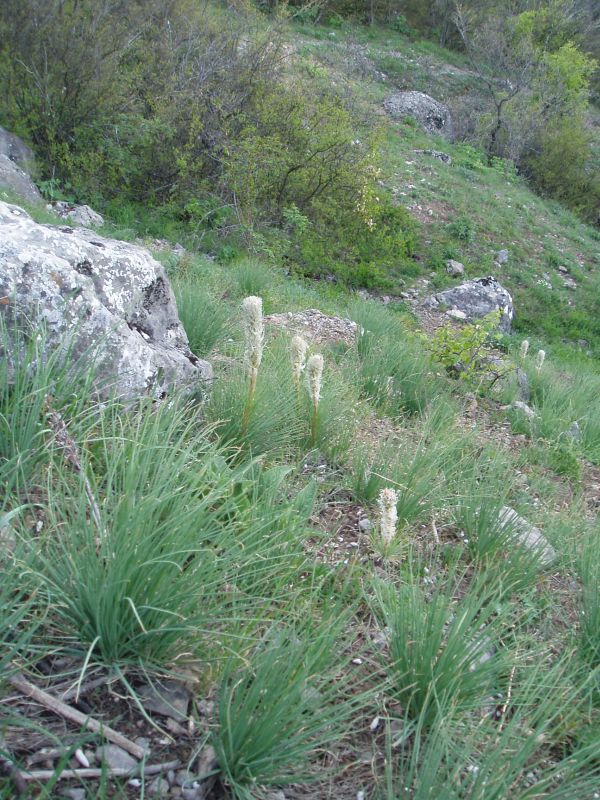 Image of Asphodeline taurica specimen.
