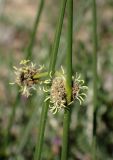 Scirpoides holoschoenus