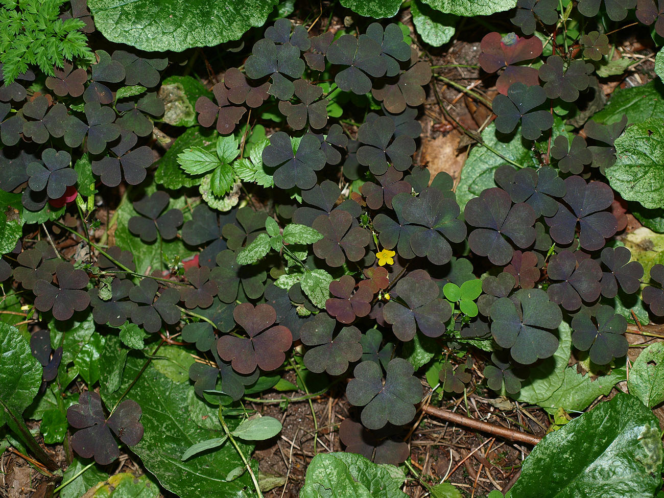 Image of Oxalis stricta specimen.