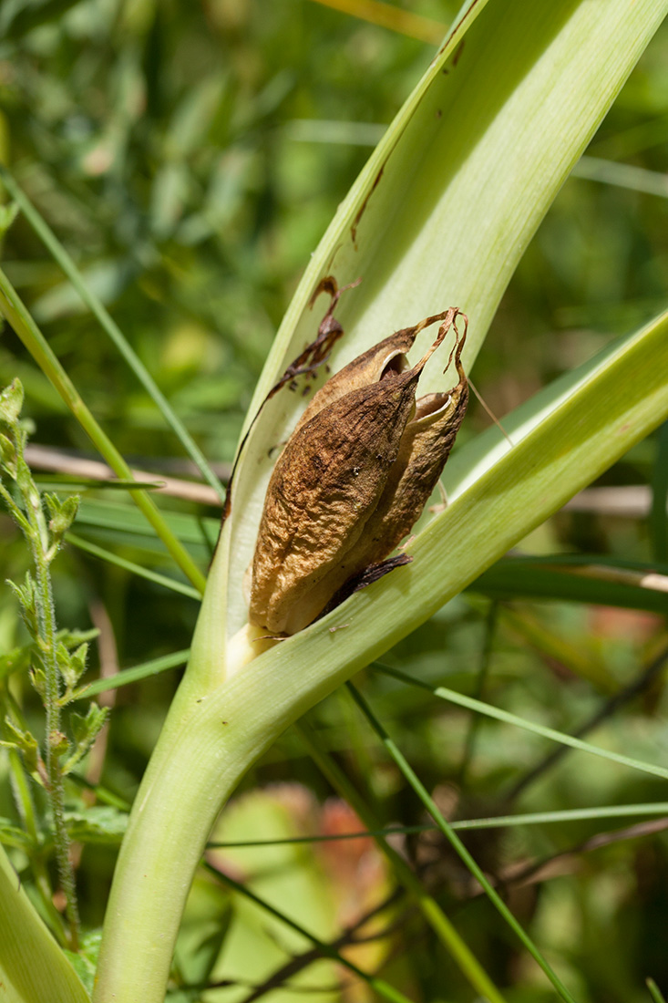 Image of Colchicum autumnale specimen.