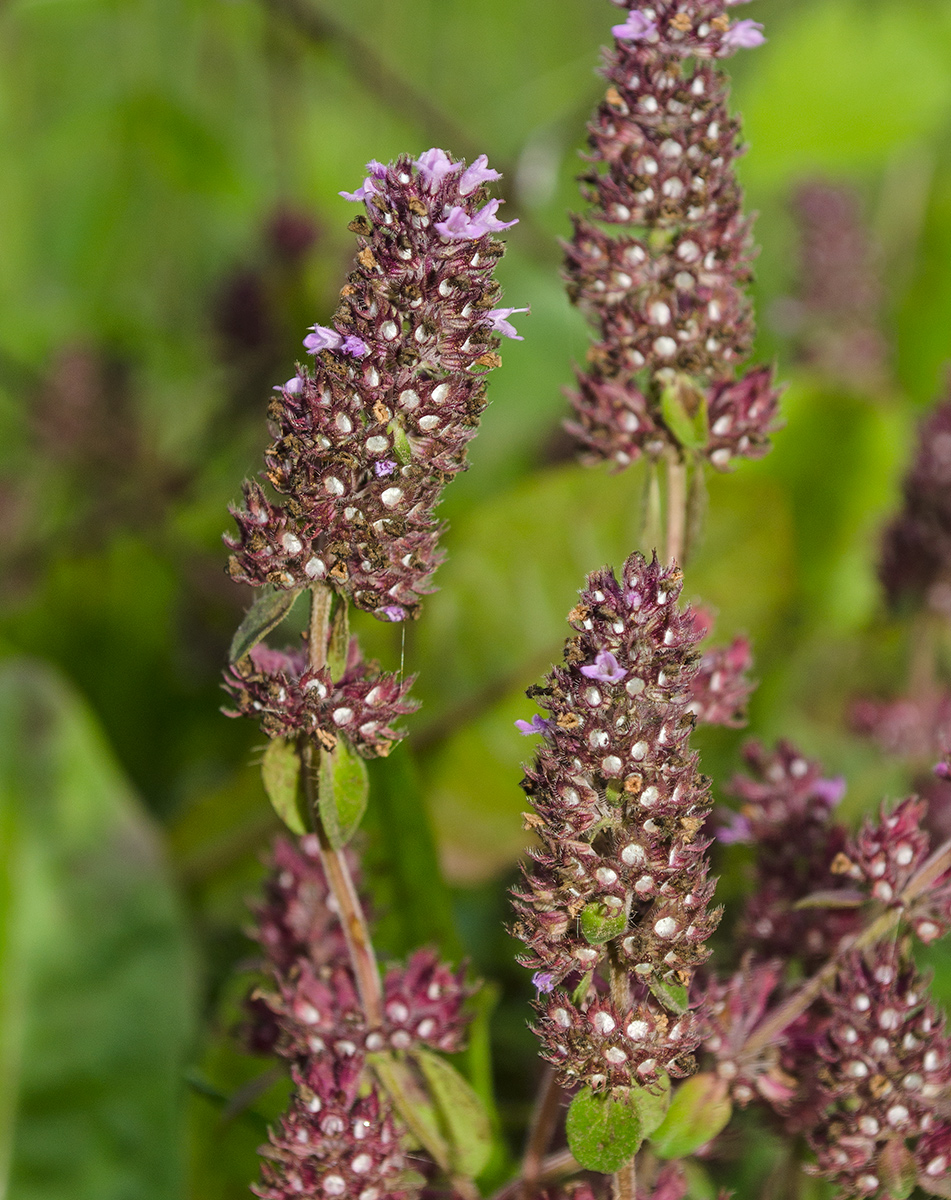 Изображение особи род Thymus.