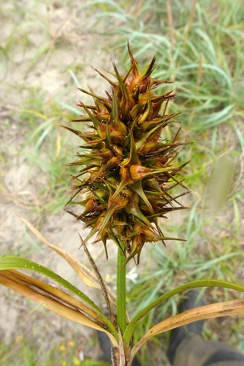 Изображение особи Carex macrocephala.