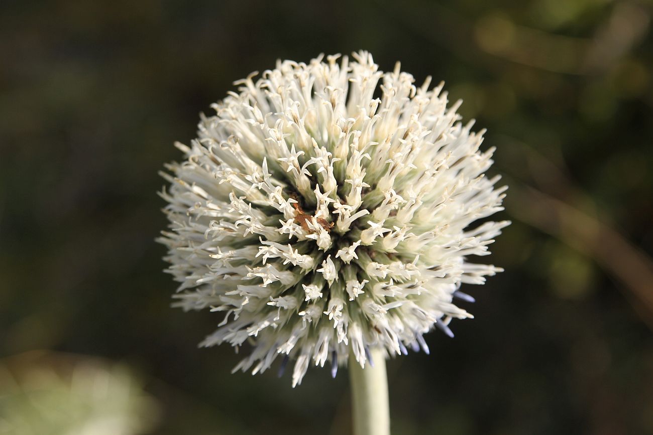 Изображение особи Echinops pungens.