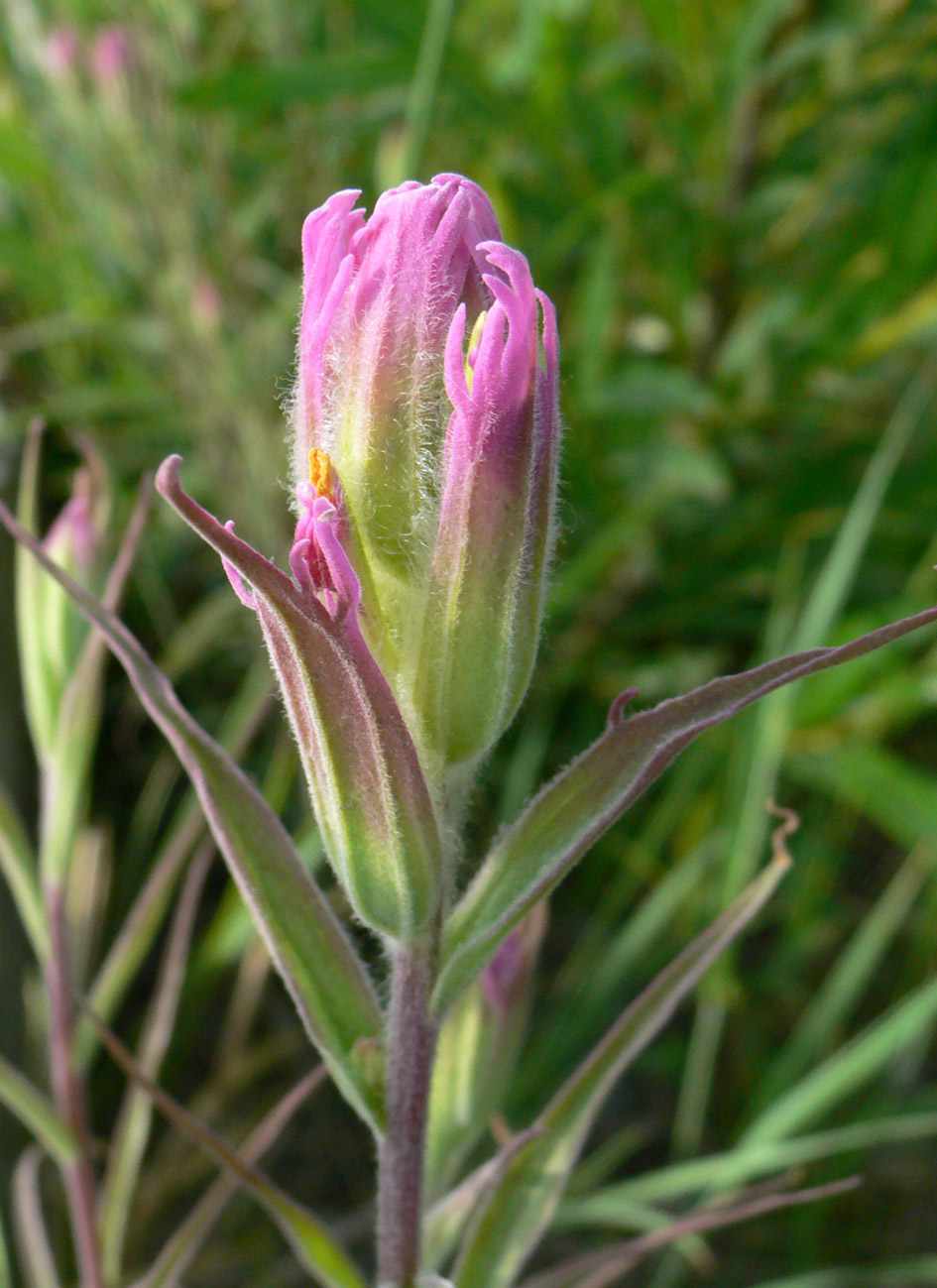 Изображение особи Castilleja rubra.