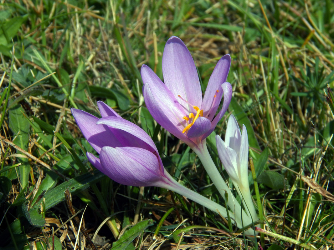 Image of Colchicum autumnale specimen.