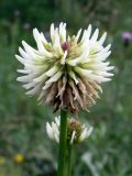Trifolium montanum