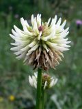 Trifolium montanum. Соцветие. Свердловская обл., г. Екатеринбург, окр. пос. Шабровский, берёзовый лес. 19.08.2018.