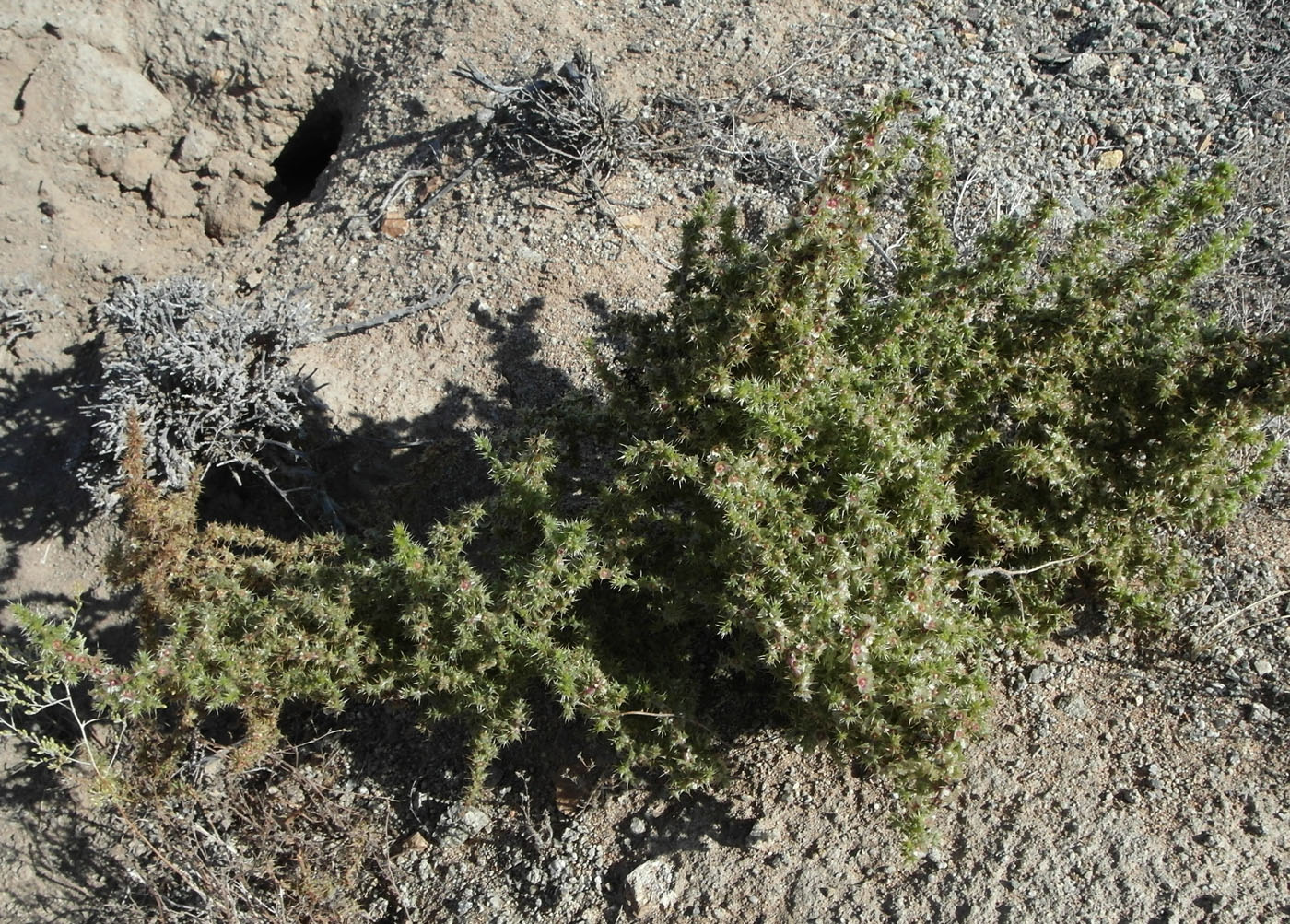Image of Salsola paulsenii specimen.