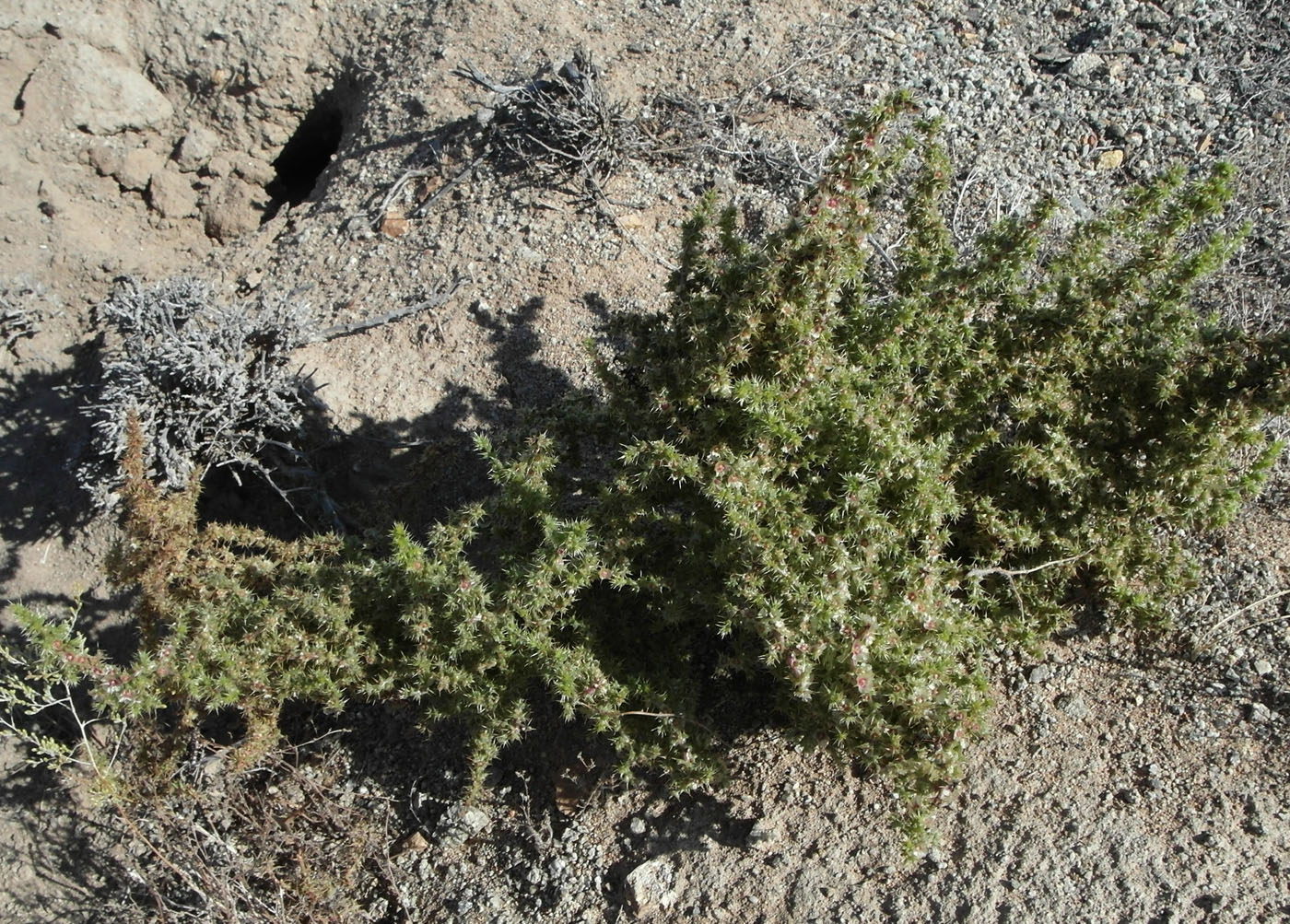 Изображение особи Salsola paulsenii.