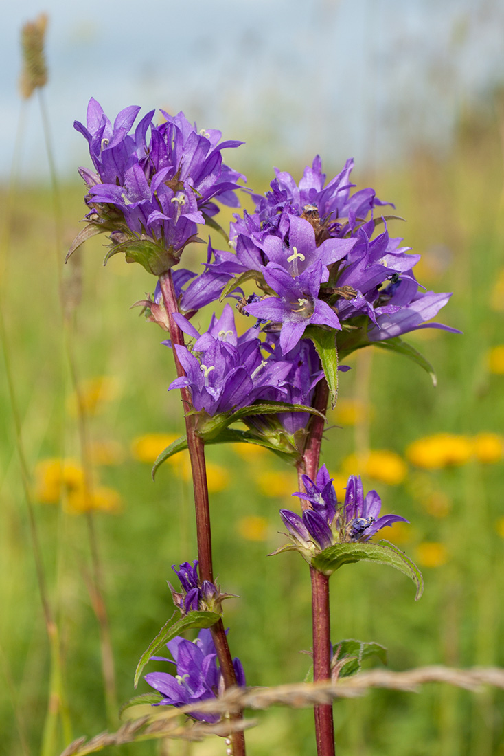 Image of Campanula glomerata specimen.