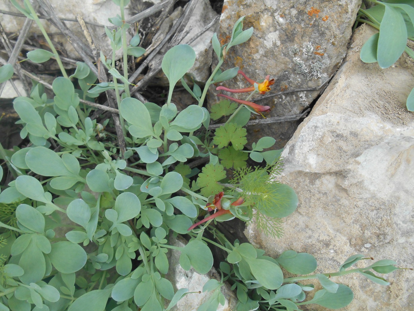 Image of Corydalis sewerzowii specimen.