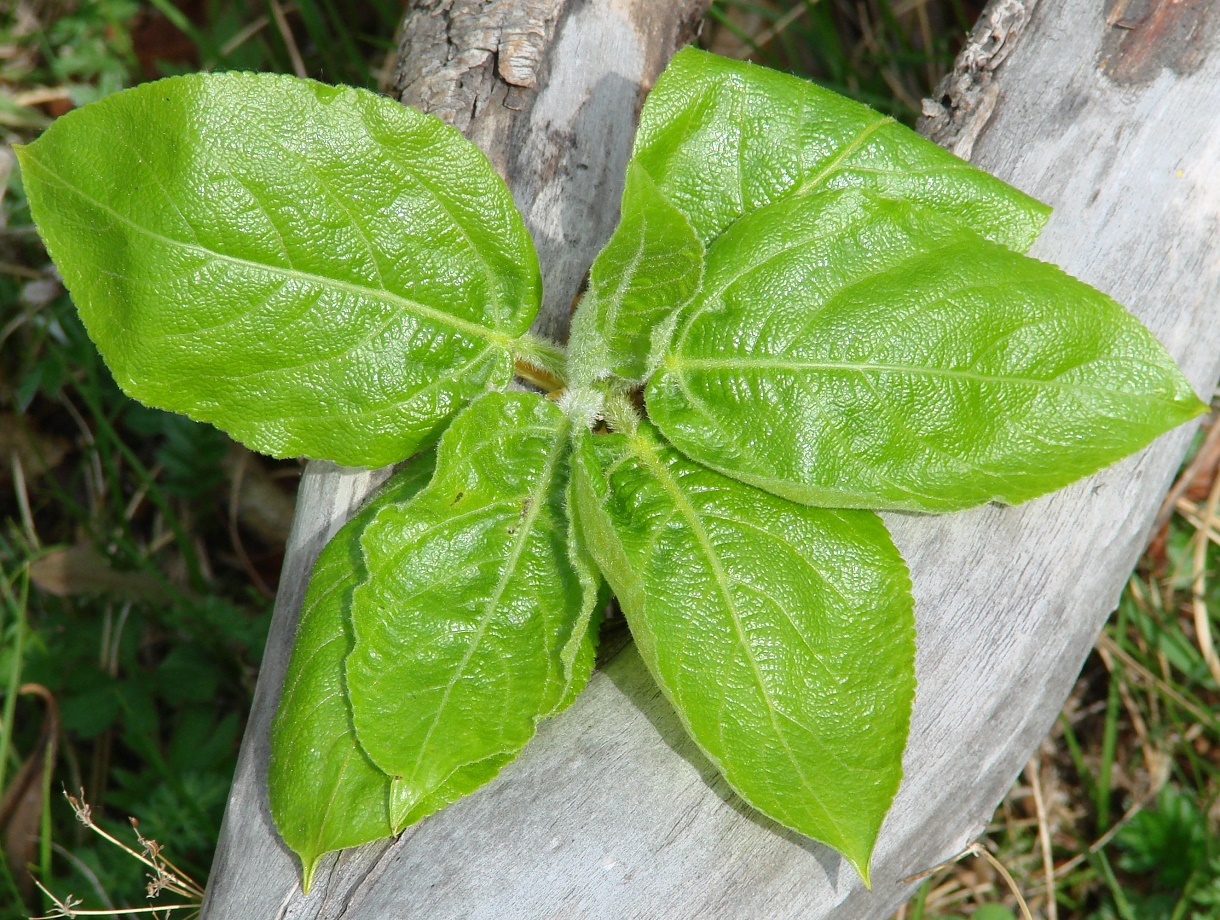 Image of Populus suaveolens specimen.