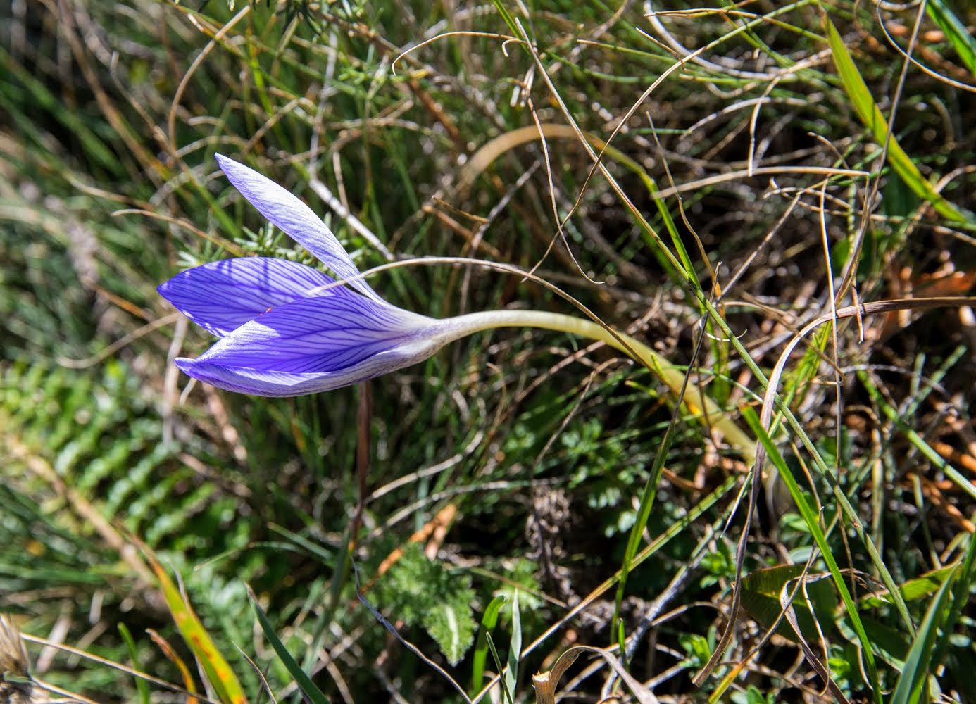 Изображение особи Crocus speciosus.